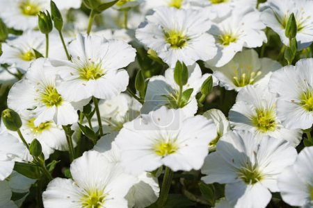Gros plan sur l'armoise des montagnes. Arenaria Montana. Plante à fleurs blanches.