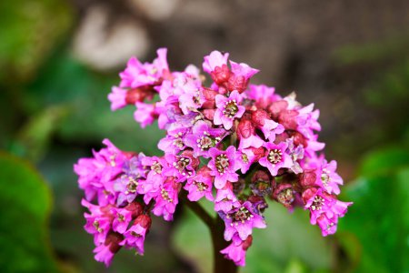Photo for Succulent bergenia close-up. Flowering plant in natural environment. Bergenia crassifolia. - Royalty Free Image