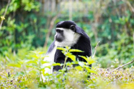 Téléchargez les photos : Portrait d'un singe mantelé dans un environnement vert. Guereza. - en image libre de droit
