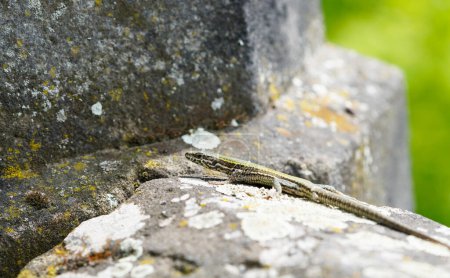Photo for Wall lizard on an old wall. Podarcis muralis. - Royalty Free Image