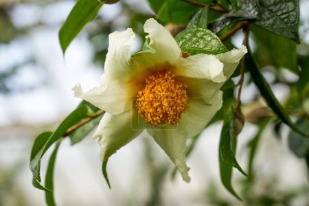 Foto de Primer plano de las flores blancas de Camellia granthamiana. Grantham camellia. - Imagen libre de derechos