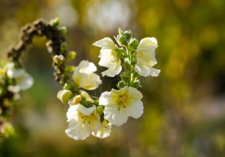 Photo for Mullein flowers close-up. Flowering plant. Verbascum. - Royalty Free Image