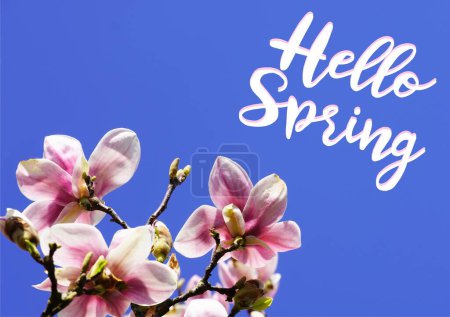 Magnolias against a blue background. Spring flowers with the text Hello Spring