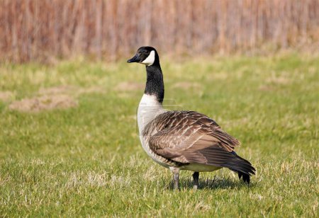Canada goose on a green meadow with dried reeds in the background.