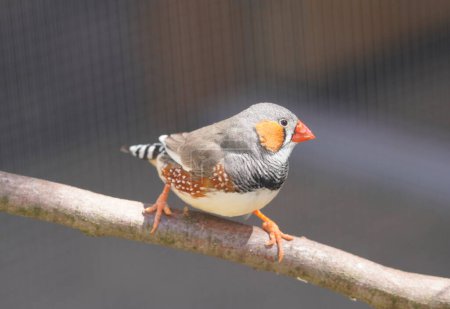 Photo for Small zebra finch sits on a branch. Close up of a bird. Taeniopygia guttata - Royalty Free Image