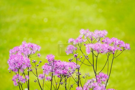 Foto de Columbine-leaved prado rue. Thalictrum aquilegiifolium. Primer plano de la planta con flores sobre un fondo verde. - Imagen libre de derechos