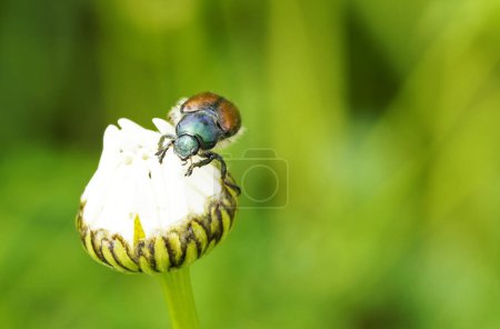 Photo for Garden chafer with a green-brown back. Phyllopertha horticola. Insect close up. Beetle of the scarab beetle family. Scarabaeidae - Royalty Free Image