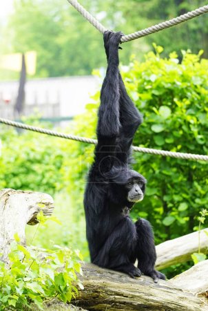 Siamang. Symphalangus syndactylus hanging on a rope. Species of primate from the gibbon family. Hylobatidae. Monkey with black fur.