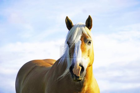 Photo for Horse with blue sky in the background. - Royalty Free Image