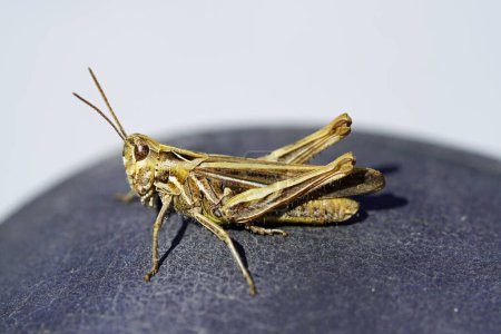 Foto de Saltamontes marrón. Insecto en un primer plano detallado desde el lado. Chorthippus brunneus. - Imagen libre de derechos
