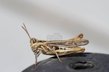 Foto de Saltamontes marrón. Insecto en un primer plano detallado desde el lado. Chorthippus brunneus. - Imagen libre de derechos