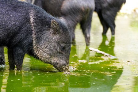 Photo for Collared peccary by the water. Animal close-up drinking. Peccary. Pecari tajacu. - Royalty Free Image