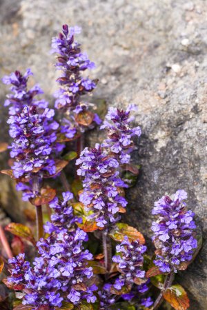Téléchargez les photos : Fleurs violettes du clairon bleu. Plan rapproché de l'usine de floraison. Ajuga reptans. Bugleherb, bugleweed, mopetweed, bugleweed tapis. - en image libre de droit