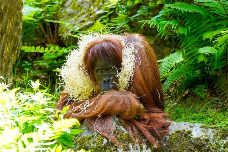 Portrait of an orangutan against a green background. Pongo.