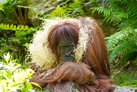 Portrait of an orangutan against a green background. Pongo.