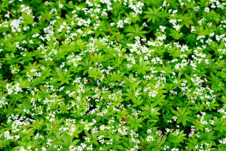 Weiße Waldmeister blühen. Blühende Pflanze aus nächster Nähe. Galium odoratum.
