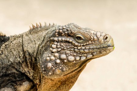 Retrato lateral de una iguana. Primer plano de Lagarto. Equánidos.