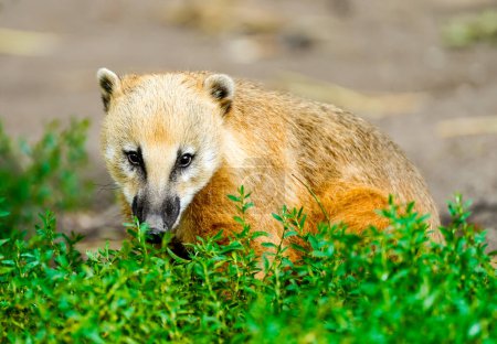 Portrait of a coati. Nasua. Animal close-up.