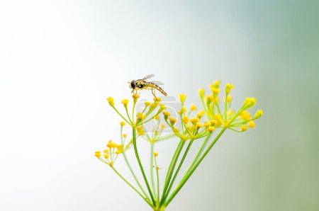 A hoverfly collects nectar on a dill flower. Insect close-up. Syrphidae.