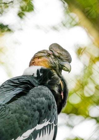 Portrait of an Andean condor. Bird in close-up. Vultur gryphus.