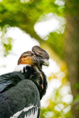 Portrait of an Andean condor. Bird in close-up. Vultur gryphus.