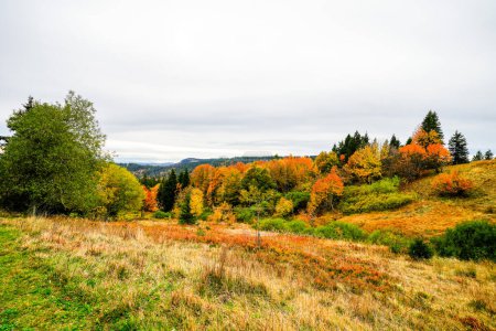 Paysage en automne à Feldberg dans la Forêt Noire. Sentier de randonnée Feldbergsteig. Nature dans le quartier Breisgau-Hochschwarzwald à Baden-Wuerttemberg.