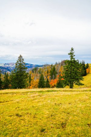 Paisaje en otoño en Feldberg, en la Selva Negra. Sendero Feldbergsteig. Naturaleza en el distrito de Breisgau-Hochschwarzwald en Baden-Wuerttemberg.