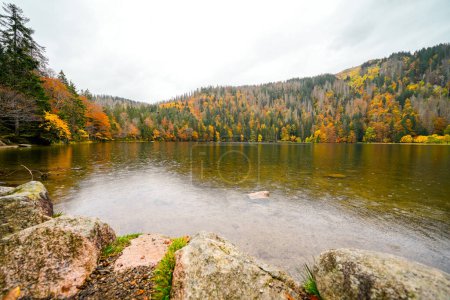 Landscape in autumn at Feldberg in the Black Forest. Feldbergsteig hiking trail. Nature at Feldsee in the Breisgau-Hochschwarzwald district in Baden-Wuerttemberg.