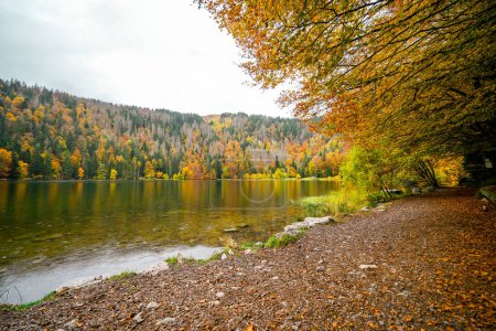 Herbstliche Landschaft am Feldberg im Schwarzwald. Feldbergsteig. Natur am Feldsee im Kreis Breisgau-Hochschwarzwald in Baden-Württemberg.
