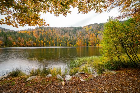 Landscape in autumn at Feldberg in the Black Forest. Feldbergsteig hiking trail. Nature at Feldsee in the Breisgau-Hochschwarzwald district in Baden-Wuerttemberg.