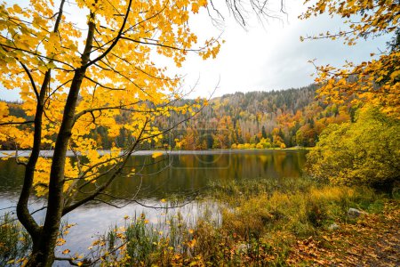 Paysage en automne à Feldberg dans la Forêt Noire. Sentier de randonnée Feldbergsteig. Nature à Feldsee dans le quartier Breisgau-Hochschwarzwald à Baden-Wuerttemberg.