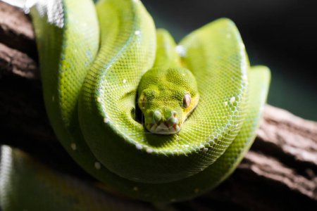 Green tree python. Curled green snake close-up. Morelia viridis.