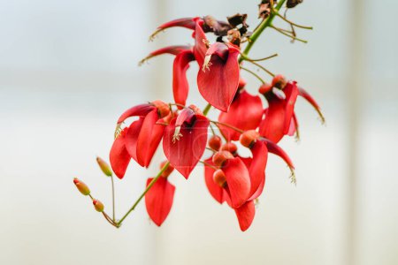 Rote Blüten des karibischen Korallenbuschs. Blühende Pflanze aus nächster Nähe. Erythrina crista-galli.