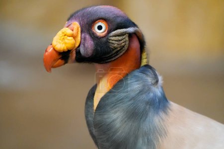 Portrait of a King Vulture. Bird in close-up. Sarcoramphus papa.