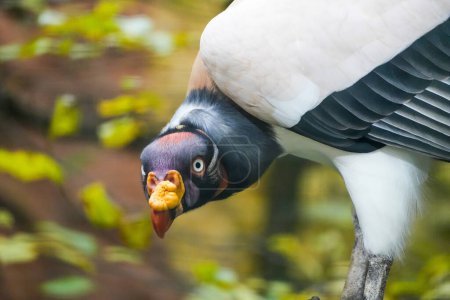 Portrait of a King Vulture. Bird in close-up. Sarcoramphus papa.
