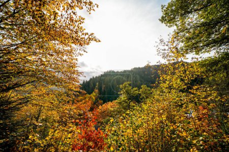 Paysage automnal près de Hornberg en Forêt-Noire. Nature avec forêts et collines.