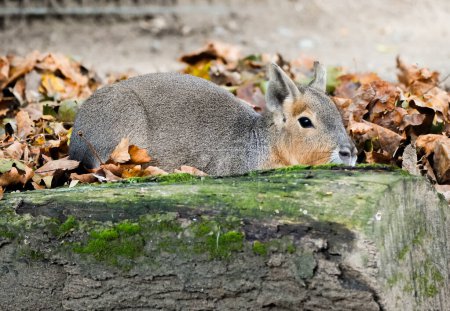 Gran conejo pampeano se esconde en las hojas. Animal en ambiente natural. Dolichotis patagónica. Gran Mara. Mara patagónica.