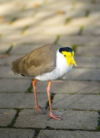 Portrait of a masked chick. Vanellus miles. Masked lapwing.