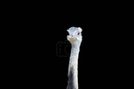 Photo for Portrait of a Rhea against a black background. Large flightless ratite. Greater rhea. Animal posters. - Royalty Free Image