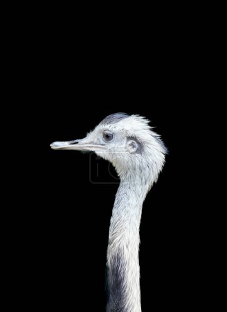 Portrait of a Rhea against a black background. Large flightless ratite. Greater rhea. Animal posters.