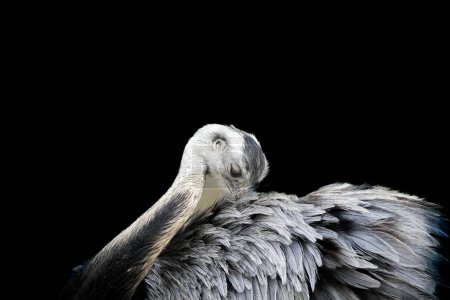 Porträt einer Rhea vor schwarzem Hintergrund. Große flugunfähige Laufvögel. Größere Rhea. Tierplakate.