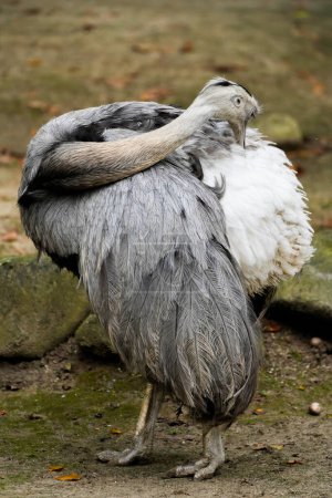 Porträt einer Rhea. Große flugunfähige Laufvögel. Größere Rhea.