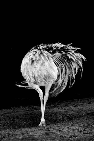 Portrait of a Rhea against a black background. Large flightless ratite. Greater rhea. Animal posters.
