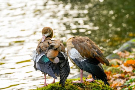 Oies égyptiennes sur la rive d'un lac. Oiseaux dans un environnement naturel. Alopochen aegyptiaca.