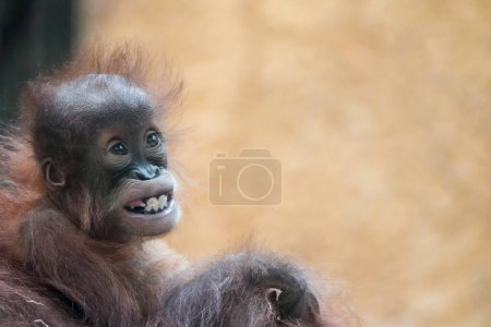 Retrato de un bebé orangután joven. Dulce mono..