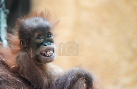 Portrait of a young orangutan baby. Sweet monkey.