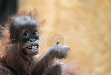 Portrait of a young orangutan baby. Cute grinning monkey shows thumbs up. Everything fine.