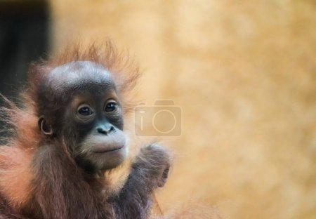 Portrait of a young orangutan baby. Sweet monkey.