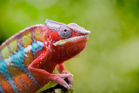 Seitenporträt eines Panther-Chamäleons mit farbenfroher Hautfärbung. Furcifer pardalis. Reptilien aus nächster Nähe.