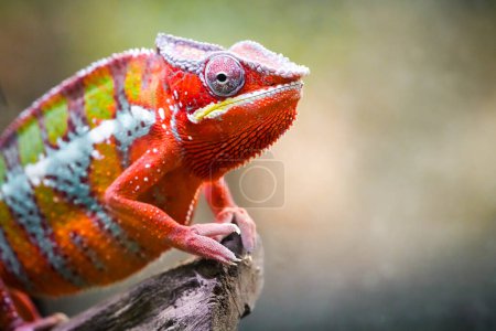 Side portrait of a panther chameleon with colorful skin coloring. Furcifer pardalis. Reptile close-up.